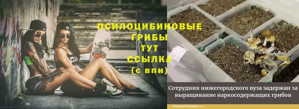PSILOCYBIN Богородицк