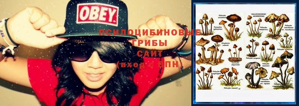 PSILOCYBIN Богородицк